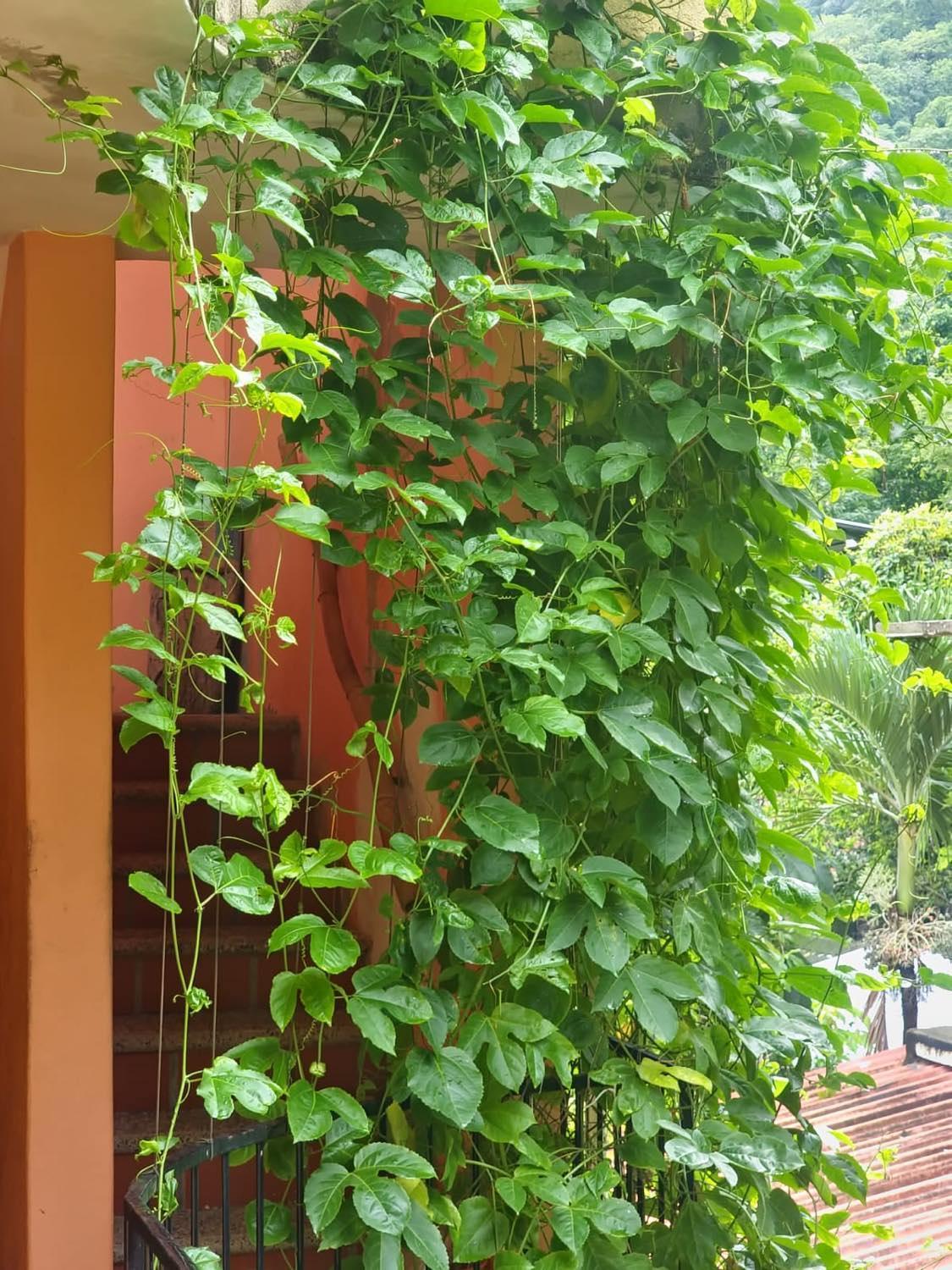 La Posada Pacifica Puerto Vallarta Esterno foto